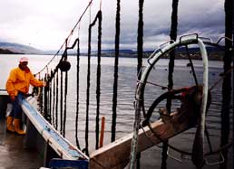 hauling longlines out